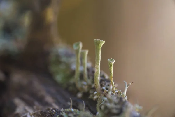 Moss and lichen — Stock Photo, Image