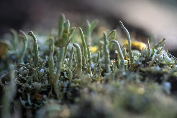 Moss y liquen — Foto de Stock