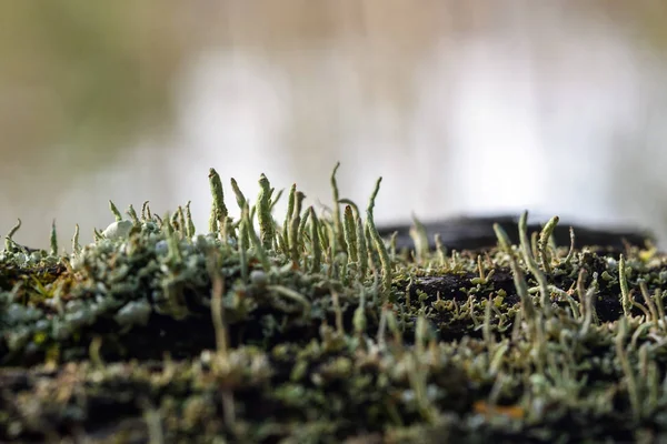 Moss y liquen — Foto de Stock