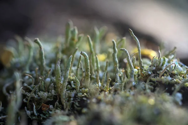 Muschio e licheni — Foto Stock