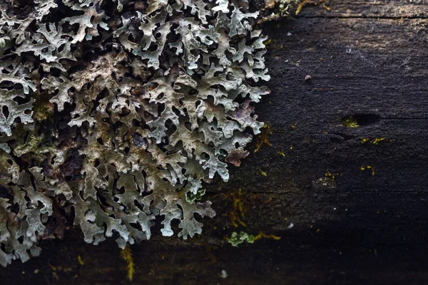 Mousse et lichen — Photo