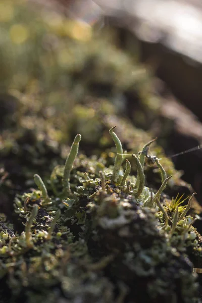 Moss y liquen — Foto de Stock