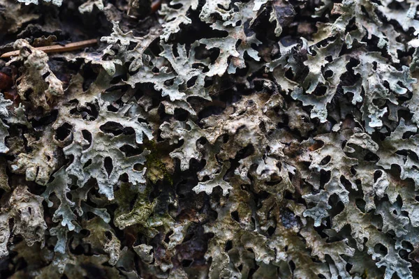 Mousse et lichen — Photo