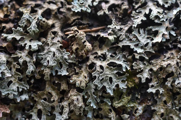 Mousse et lichen — Photo