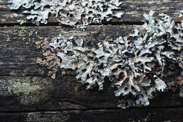 苔藓和地衣 — 图库照片