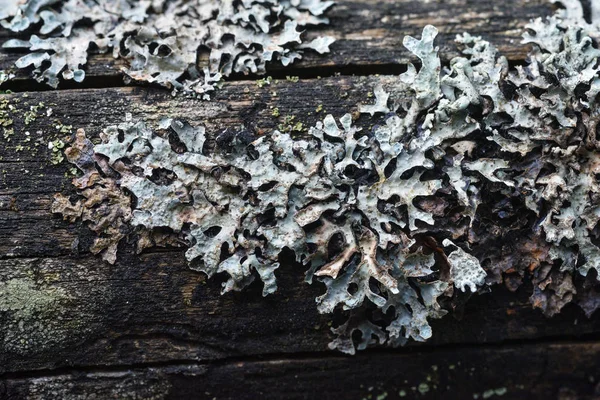 苔藓和地衣 — 图库照片