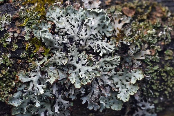 Mousse et lichen — Photo