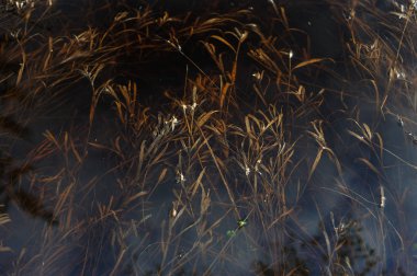 Yüksek su altında kurutulmuş ot.