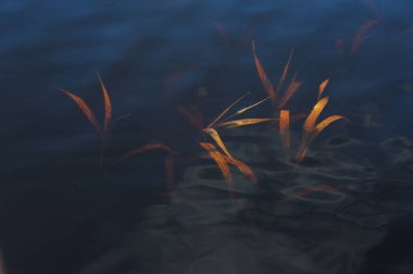 Yüksek su altında kurutulmuş ot.