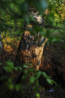 Ağaçlarda sıcak güneş ışığı.