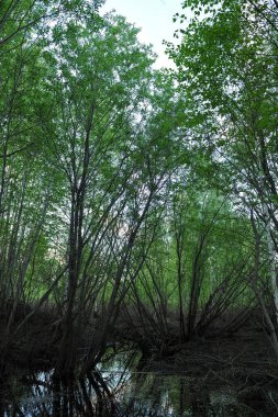 Su seviyesi işareti.