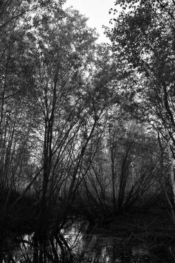 Su seviyesi işareti.