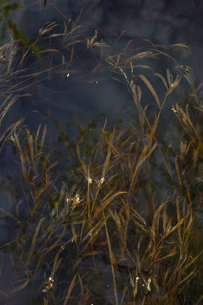 Suszona trawa pod dużą wodą. — Zdjęcie stockowe
