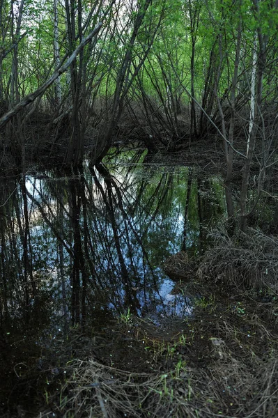 Frühjahrshochwasser — Stockfoto