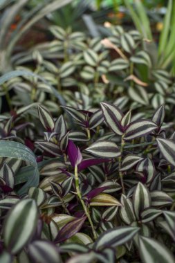 Spiderwort yakın bırakır.