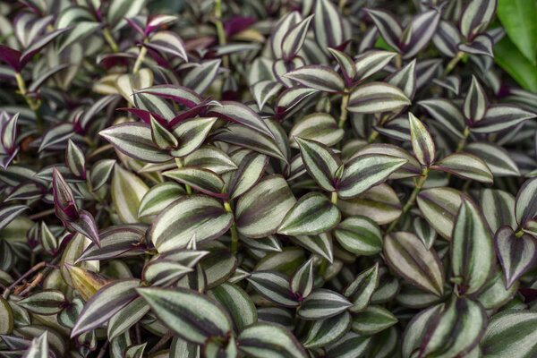 Spiderwort leaves close up.