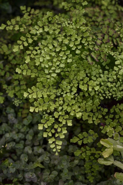 Feuilles de fougère Maidenhair gros plan — Photo