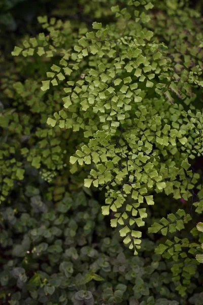 少女毛草叶特写 — 图库照片