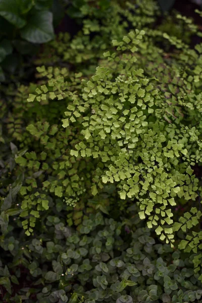Maidenhair felce foglie da vicino — Foto Stock