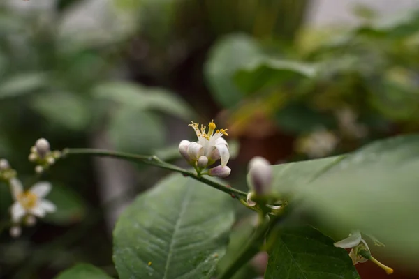 Fiore di limone — Foto Stock