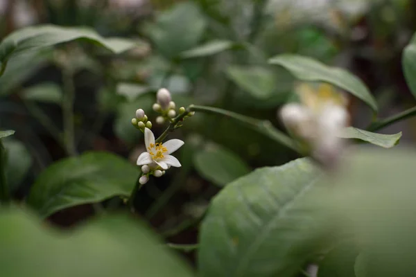 Fiore di limone — Foto Stock