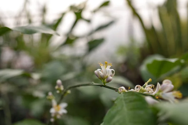 Fiore di limone — Foto Stock