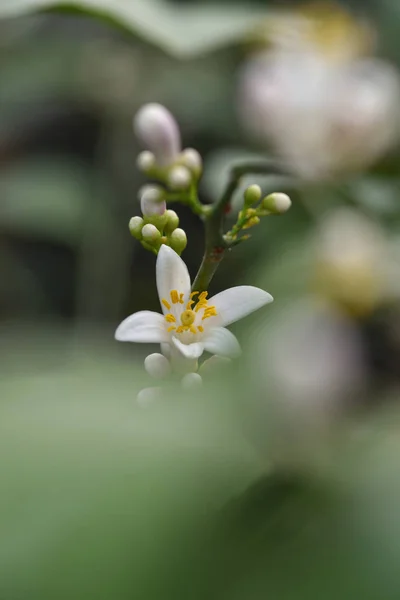 Lemon Blossom — Stock fotografie