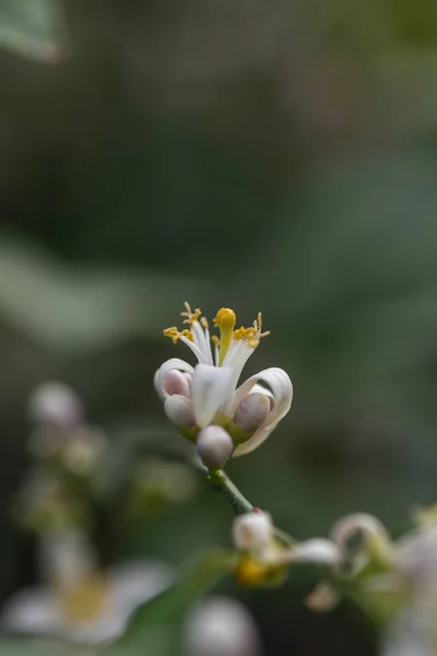 Lemon Blossom — Stock fotografie