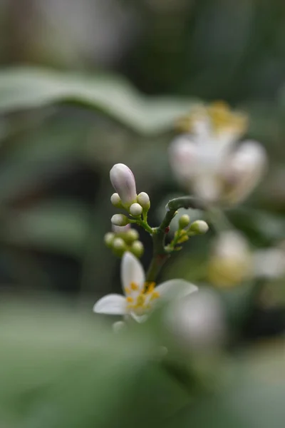 レモンの花 — ストック写真
