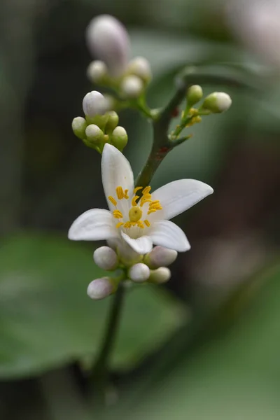 Lemon Blossom — Stock fotografie