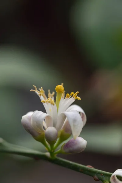 Fiore di limone — Foto Stock