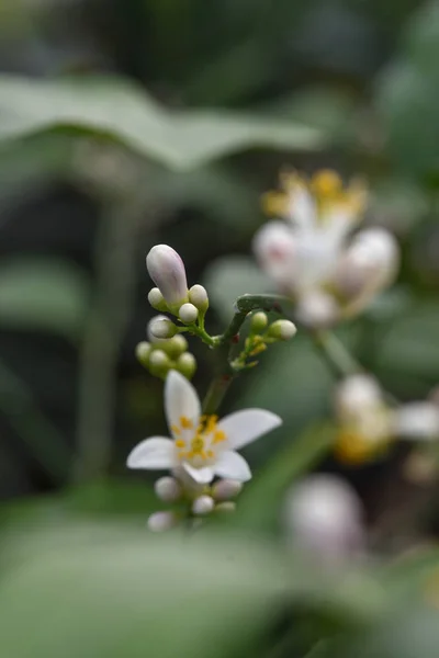 Lemon Blossom — Stock fotografie