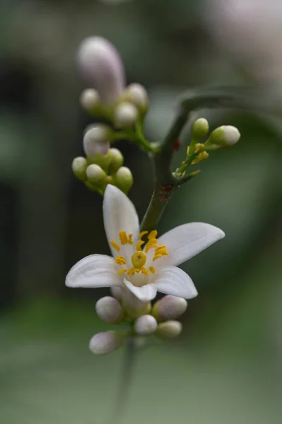 Citrom virág — Stock Fotó