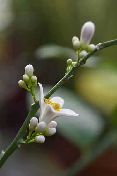 Flor de limão — Fotografia de Stock