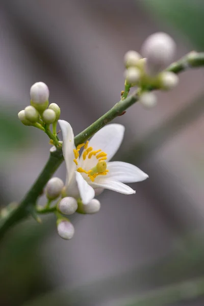 Fiore di limone — Foto Stock