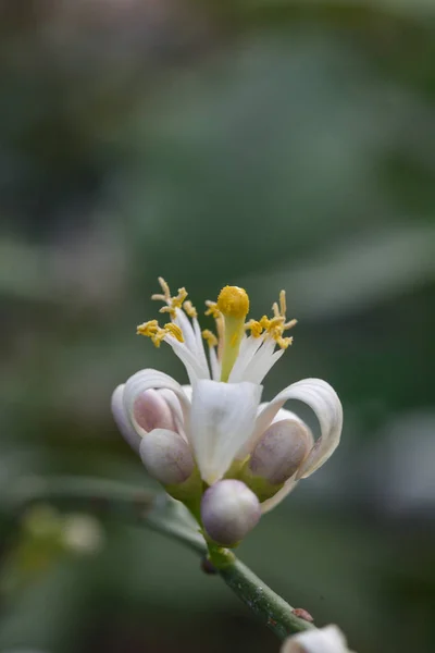 Citrom virág — Stock Fotó