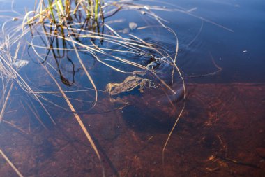 Orman gölündeki kurbağalar