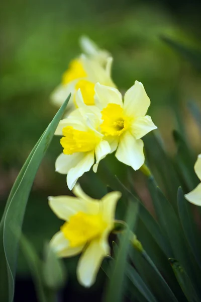 Narciso — Foto de Stock