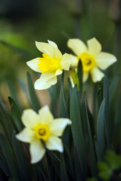 Narcissus — Stockfoto