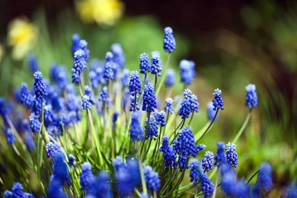 Muscari. — Stock Photo, Image