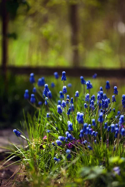 Muscari. — Stock Photo, Image