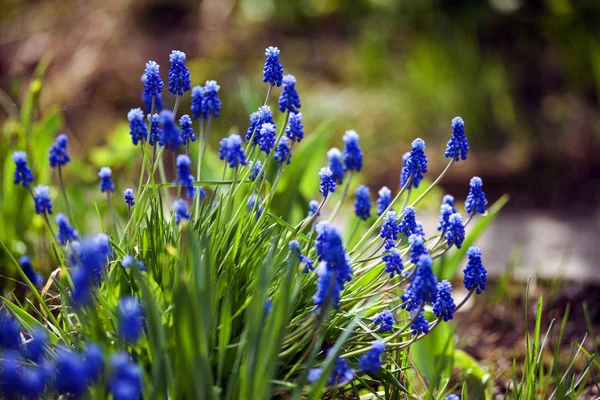 Muscari. — Stock Photo, Image