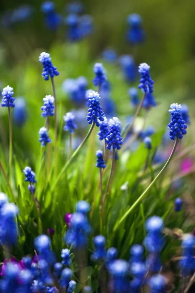 Muscari. — Stock Photo, Image