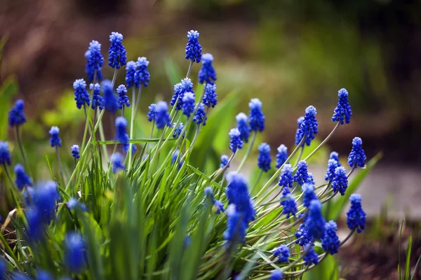 Muscari. — Stock Photo, Image