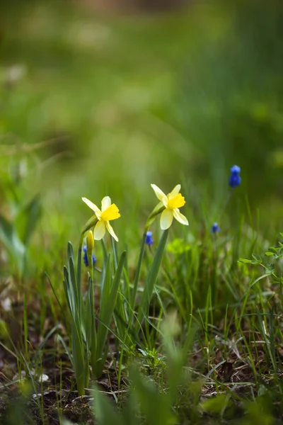 Narcissus — Stock Photo, Image