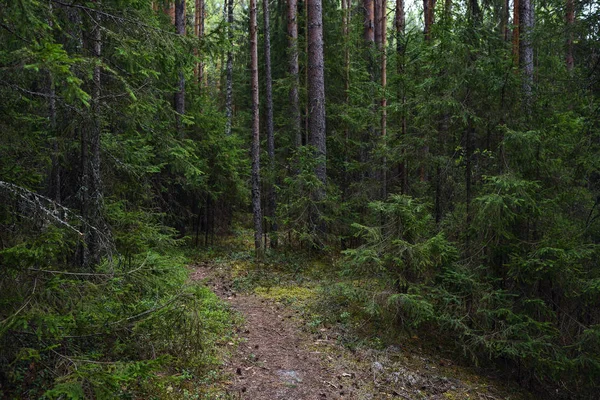 Весна в лісі — стокове фото