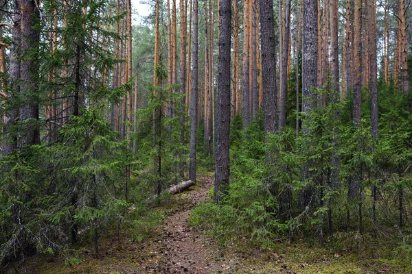 Primavera na floresta — Fotografia de Stock