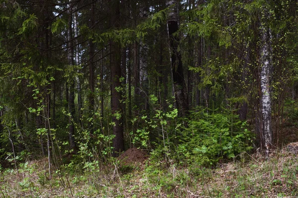 Frühling im Wald — Stockfoto