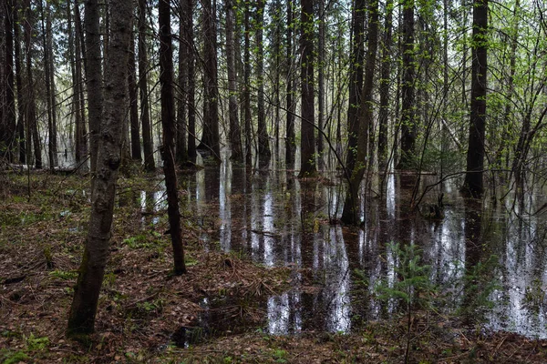 Wysoka woda w lesie — Zdjęcie stockowe