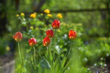 Lale flowerbed üzerinde